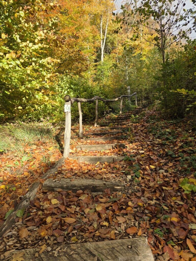 Raschpetzer11 768x1024