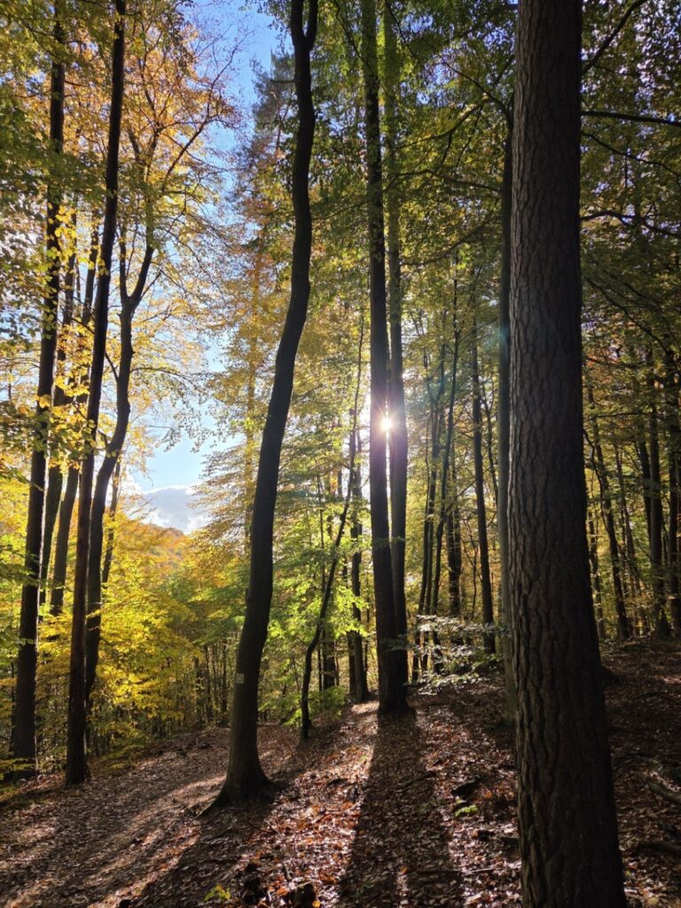 Raschpetzer3 768x1024