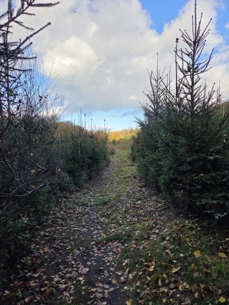 Raschpetzer4 768x1024